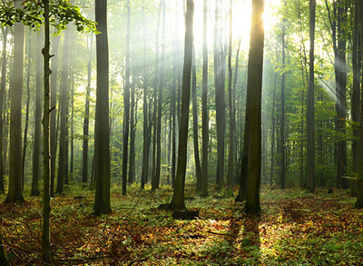 A Referendum on ‘Net Zero’